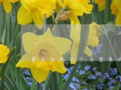 妻子出轨三个月想离婚怎么办
