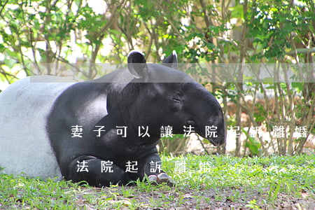 妻子可以讓法院起訴離婚嗎(什么情況可以向法院起訴離婚)