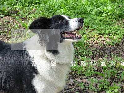 妻子堅決要離婚怎么辦