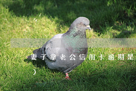 妻子拿老公信用卡逾期是什么心態(tài)