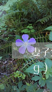 妻子欠網(wǎng)貸30萬(網(wǎng)貸欠款30萬)