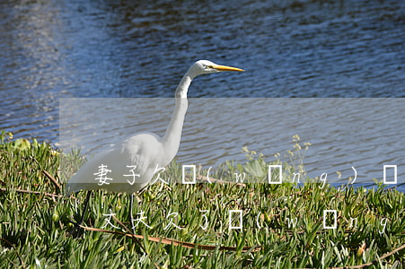 妻子欠網(wǎng)貸丈夫該離婚的多嗎(丈夫欠了網(wǎng)貸妻子怎么辦)