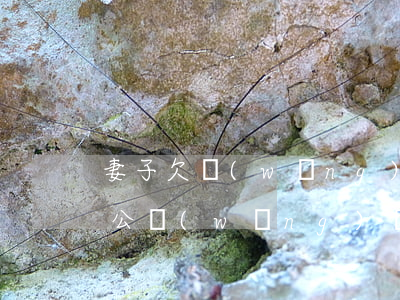 妻子欠網(wǎng)貸會連累到老公嗎(老公網(wǎng)貸欠款老婆要一起還嗎)