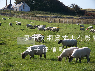 妻子欠網貸丈夫有影響嗎(丈夫欠網貸會影響妻子征信嗎)
