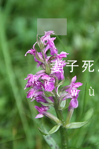 妻子死后債務(wù)誰償還(妻子死了債務(wù)是丈夫承擔(dān)嗎)