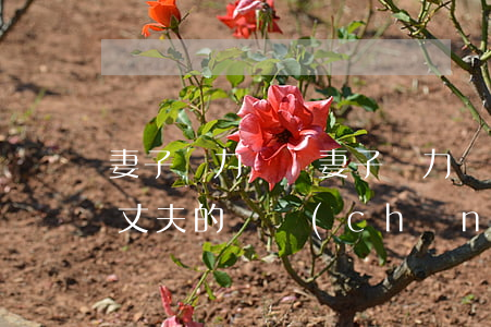 妻子無力償還 妻子無力償還車禍債務法院連丈夫的財產(chǎn)也凍結嗎?