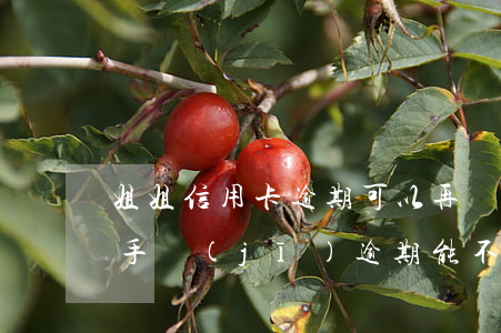 姐姐信用卡逾期可以再辦手機(jī)卡嗎 手機(jī)逾期能不能辦信用卡