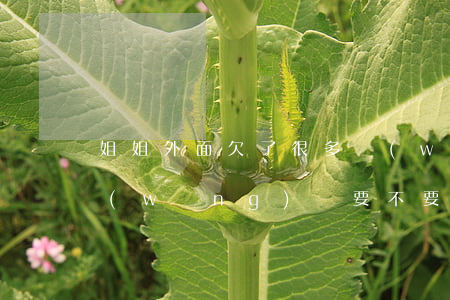 姐姐外面欠了很多網(wǎng)貸(姐姐網(wǎng)貸要不要幫忙還)