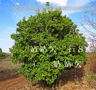 姑姑欠銀行8萬(wàn)塊誰(shuí)還(姑姑欠銀行信用卡對(duì)侄子影響)