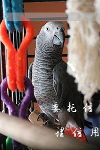 委托信用卡逾期協(xié)商分期(委托處理信用卡逾期)