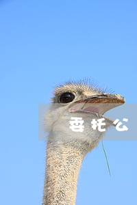 委托公證怎么辦理(買房委托公證怎么辦理)