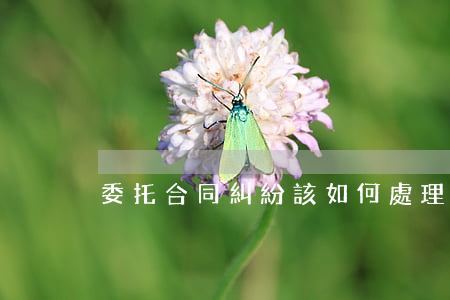 委托合同糾紛該如何處理