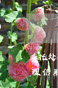委托处理信用卡逾期给的内部电话-委托处理信用卡逾期给的内部电话是真的吗