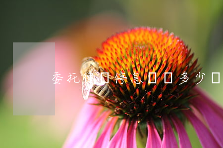 委托律師停息掛賬多少錢(停息掛賬)