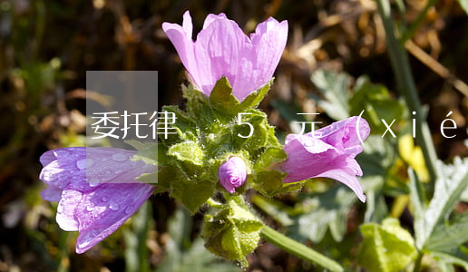 委托律師寫5萬元協(xié)議大概多少錢
