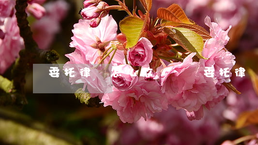 委托律師怎么收費標準(委托律師的費用貴嗎)