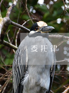 委托律師查身份證多少錢(律師可以查身份證嗎)