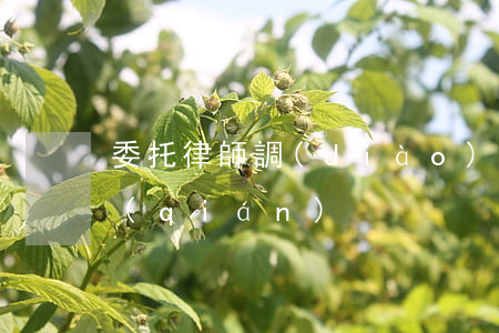 委托律師調(diào)查身份證要多少錢(qián)