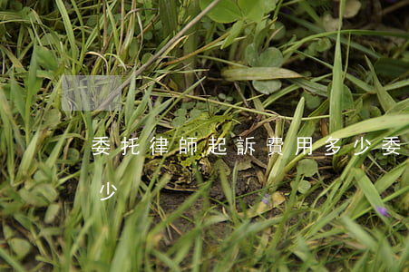 委托律師起訴費用多少(委托律師起訴費用多少)