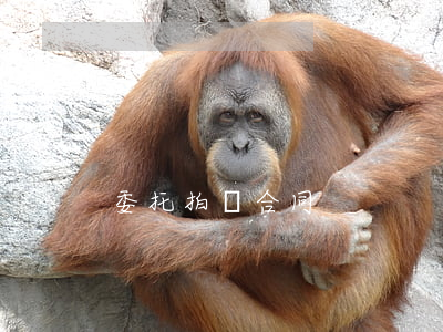 委托拍賣合同