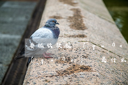 委托收款授權(quán)書(委托收款授權(quán)書是什么意思)