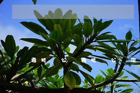 委托書公證(委托書公證流程)