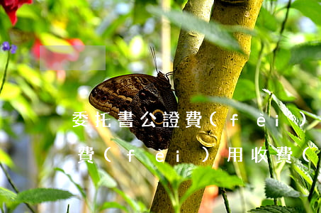 委托書公證費(fèi)多少錢(委托書公證費(fèi)用收費(fèi)標(biāo)準(zhǔn))