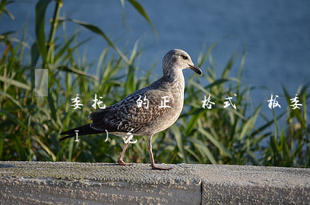 委托書的正確格式樣板(委托書格式規(guī)范)