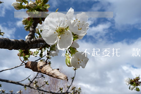 委托貸款還不起(委托貸款逾期怎么辦)