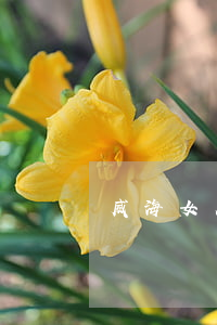 威海女人離婚交友