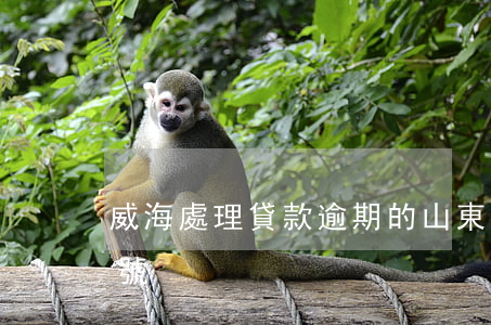 威海處理貸款逾期的 山東威海貸款公司電話號