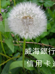 威海銀行信用卡逾期多久會上征信(威海銀行信用卡逾期多久會上征信報告)