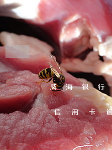 威海银行信用卡逾期多久会上征信(威海银行信用卡逾期多久会上征信报告)