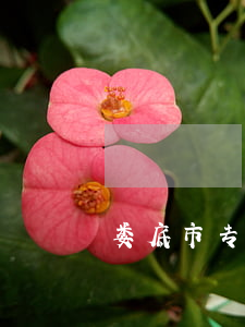 娄底市专业的债务律师哪里找