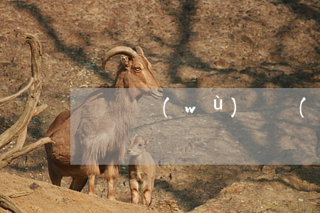 婁煩債務(wù)債權(quán)案律師