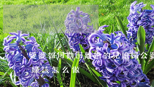 婆婆如何勸回離婚的兒媳婦(公婆離婚后兒媳婦該怎么做)