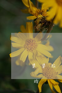 婆婆拉著兒子去離婚(婆婆來(lái)了離婚)