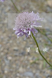 婆婆提出要我假離婚