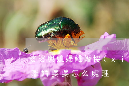 婆婆與媳婦離婚協(xié)議書(兒媳婦要離婚婆婆怎么處理)