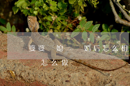 婆婆與媳婦離婚后怎么相處(公婆鬧離婚媳婦該怎么做)