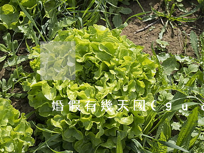 婚假有幾天(國(guó)家法定婚假有幾天)