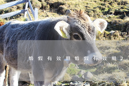 婚假有效期(婚假有效期2021年新规定)