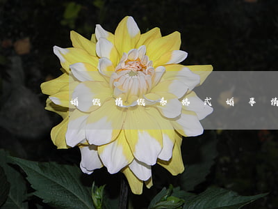 婚假请假条格式(婚事请假条怎么写)