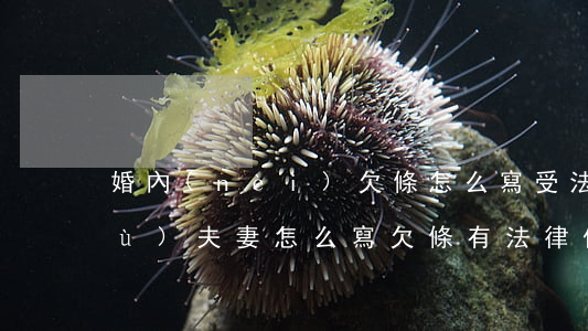 婚內(nèi)欠條怎么寫受法律保護(hù)(夫妻怎么寫欠條有法律保護(hù))