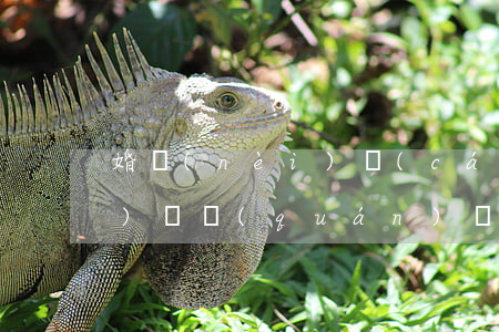 婚內(nèi)財(cái)產(chǎn)確權(quán)訴訟用請(qǐng)律師(財(cái)產(chǎn)確權(quán)糾紛有哪些)