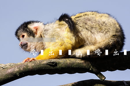 婚內出軌違法嗎(婚內出軌違反婚姻法嗎)