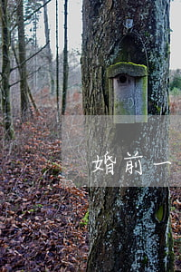 婚前一方出軌離婚了怎么辦