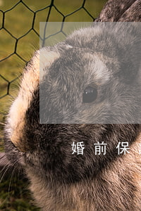 婚前保證書(婚前保證書怎么寫有法律效力)