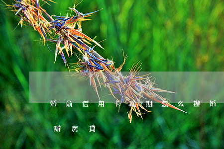 婚前信用卡逾期怎么辦(婚前信用卡逾期怎么辦房貸)