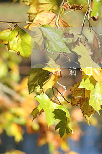 婚前債務(wù)一方無(wú)力償還(婚前一方所欠的債務(wù),能執(zhí)行夫妻共同財(cái)產(chǎn)嗎)